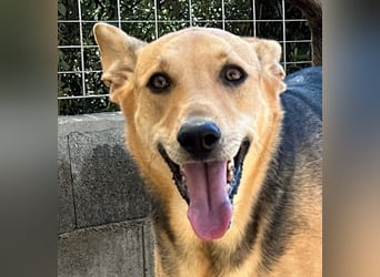 ROSALIE - unser toller Wonneproppen