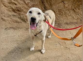 CHICCO - er braucht Menschen um sich