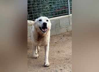 CHICCO - er braucht Menschen um sich