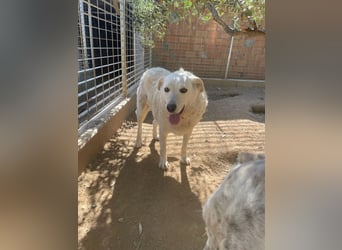 AGOSTINA - bildhübsch und freundlich