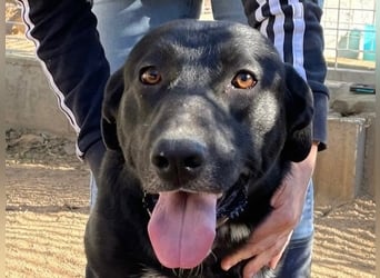 MIDA - der Stress im Rifugio ist zu viel für ihn