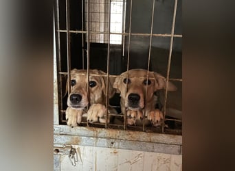 ROSALIE - unser toller Wonneproppen