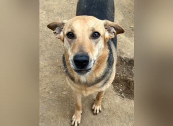 ROSALIE - unser toller Wonneproppen