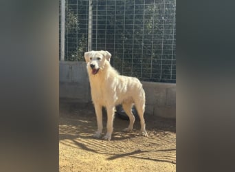 BONNY - der wahrscheinlich liebste Hund der Welt