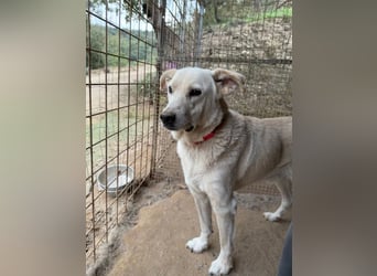 CHICCO - er braucht Menschen um sich