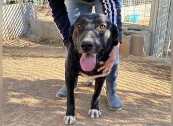 MIDA - der Stress im Rifugio ist zu viel für ihn