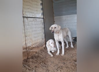 PALLINO - er braucht Zeit zum Ankommen