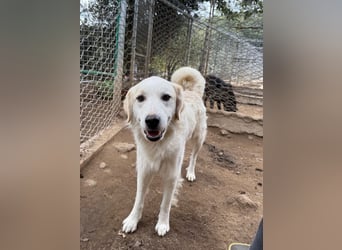 GAETANO - so schön wie ein Coverboy