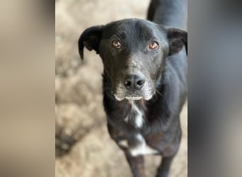 MIDA - der Stress im Rifugio ist zu viel für ihn