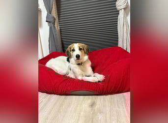 Junghündin Juno sucht ihre Familie