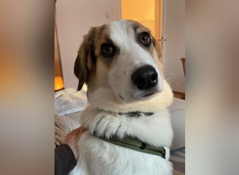 Junghündin Juno sucht ihre Familie