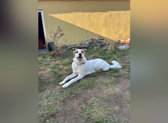 Junghündin Juno sucht ihre Familie