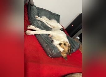 Junghündin Juno sucht ihre Familie