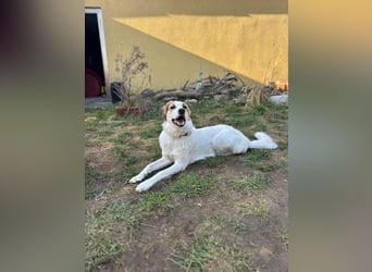 Junghündin Juno sucht ihre Familie