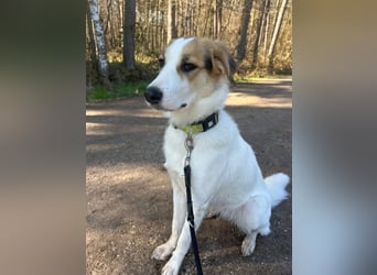 Junghündin Juno sucht ihre Familie