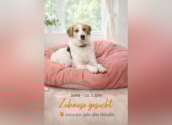 Junghündin Juno sucht ihre Familie