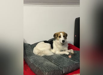 Junghündin Juno sucht ihre Familie