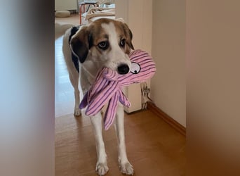 Junghündin Juno sucht ihre Familie