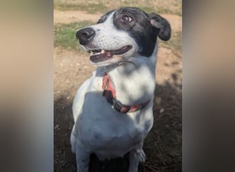 Samantha wartet im Tierpflegenest 71522 Backnang