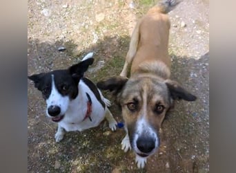 Samantha wartet im Tierpflegenest 71522 Backnang