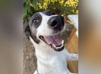 Sonnenschein Samantha wartet in 71522 Backnang