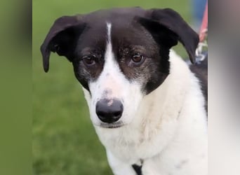 Samantha wartet im Tierpflegenest 71522 Backnang