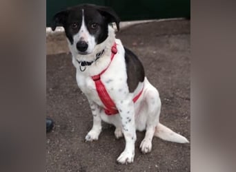 Samantha wartet im Tierpflegenest 71522 Backnang