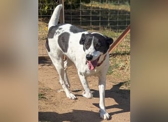 Samantha wartet im Tierpflegenest 71522 Backnang