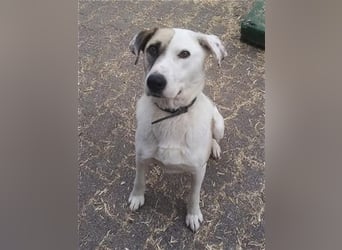 Tim - idealer Begleiter mit wunderschönem Gesicht