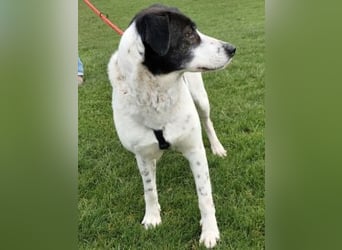 Samantha wartet im Tierpflegenest 71522 Backnang