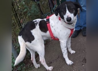 Samantha wartet im Tierpflegenest 71522 Backnang