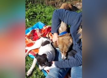 Samantha wartet im Tierpflegenest 71522 Backnang