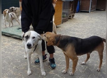 Tim - idealer Begleiter mit wunderschönem Gesicht