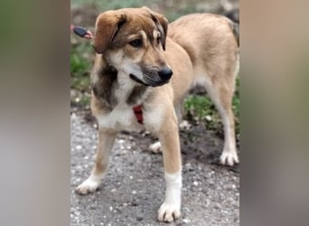 Emma - soziale Junghündin sucht ihre Familie