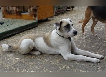 Tim - idealer Begleiter mit wunderschönem Gesicht