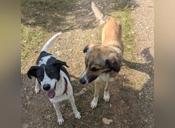 Samantha wartet im Tierpflegenest 71522 Backnang