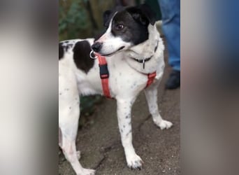 Samantha wartet im Tierpflegenest 71522 Backnang