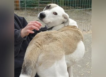 Tim - idealer Begleiter mit wunderschönem Gesicht