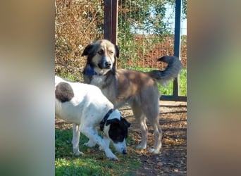 Samantha wartet im Tierpflegenest 71522 Backnang