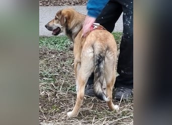 Emma - soziale Junghündin sucht ihre Familie