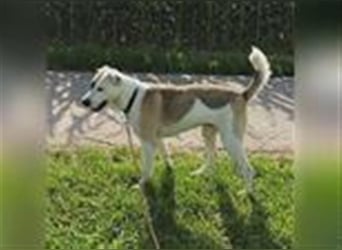 Tim - idealer Begleiter mit wunderschönem Gesicht