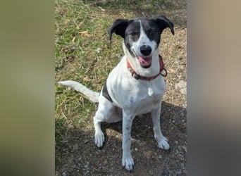 Samantha wartet im Tierpflegenest 71522 Backnang