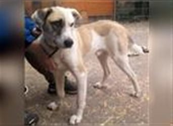 Tim - idealer Begleiter mit wunderschönem Gesicht