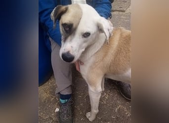 Tim - idealer Begleiter mit wunderschönem Gesicht