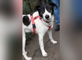 Samantha wartet im Tierpflegenest 71522 Backnang