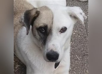 Tim - idealer Begleiter mit wunderschönem Gesicht