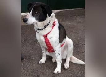 Samantha wartet im Tierpflegenest 71522 Backnang