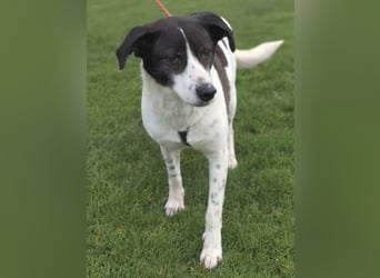 Samantha wartet im Tierpflegenest 71522 Backnang