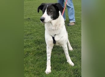 Samantha wartet im Tierpflegenest 71522 Backnang