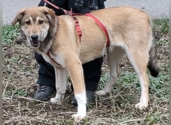 Emma - soziale Junghündin sucht ihre Familie